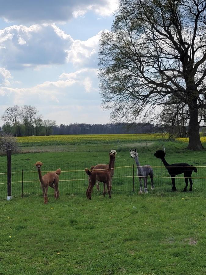 Maerchenhaft Urlauben Auf Dem Alpakahof Daire Rambow Dış mekan fotoğraf