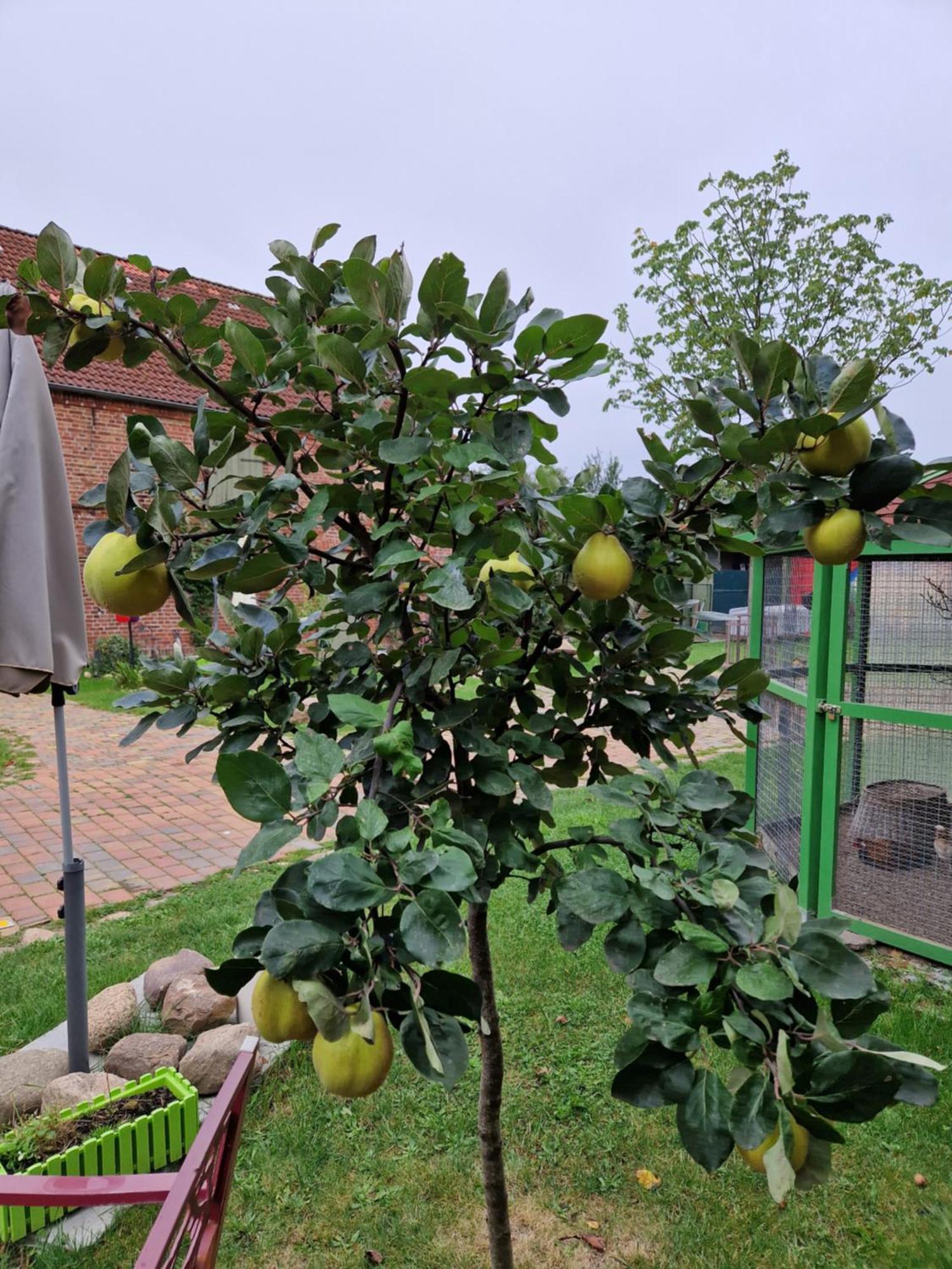 Maerchenhaft Urlauben Auf Dem Alpakahof Daire Rambow Dış mekan fotoğraf